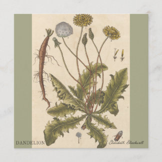 Dandelion por Elizabeth Blackwell