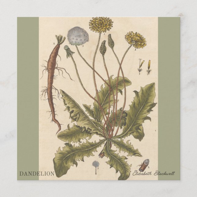 Dandelion por Elizabeth Blackwell (Frente)