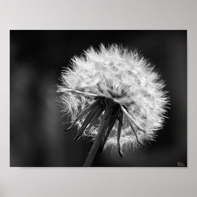 Dandelion Poster (Frente)