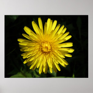 Dandelion Poster