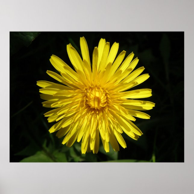 Dandelion Poster (Frente)