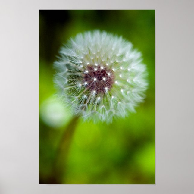 Dandelion Poster (Frente)