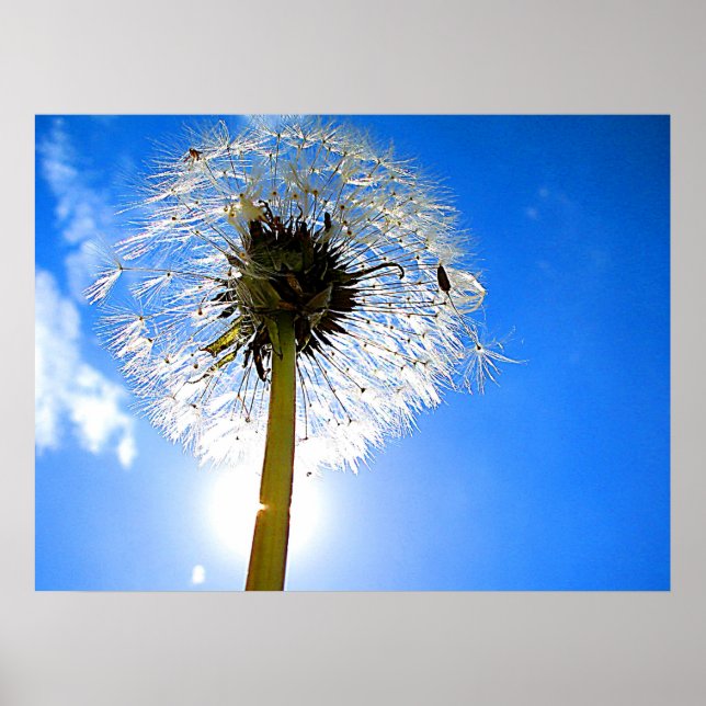 Dandelion Poster (Frente)