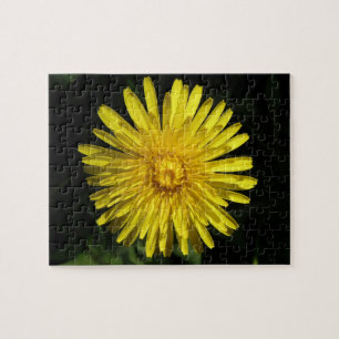 Dandelion Quebra-cabeça