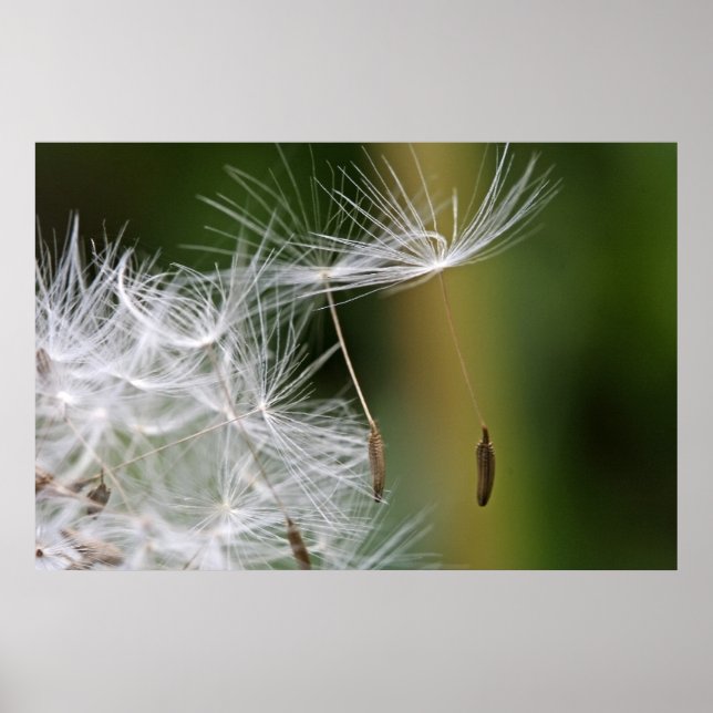 Dandelion Seeds Poster (Frente)