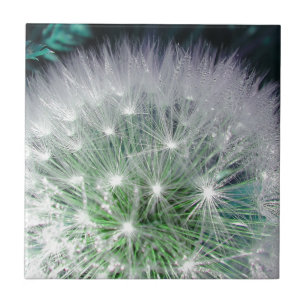 Dandelion verde e branco Legal com gotas d'água