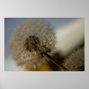 Dandelion Whine fine art impressão