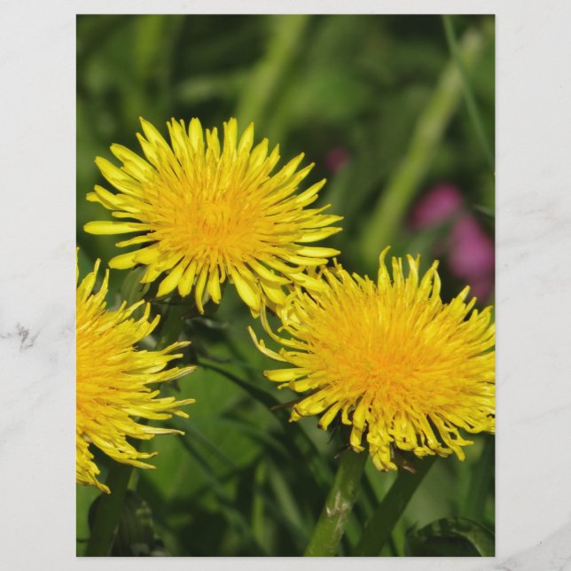 Dandelions (Frente)