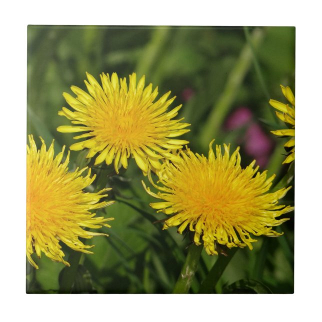 Dandelions (Frente)