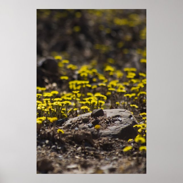 Dandelions In the Woods fine art impressão (Frente)