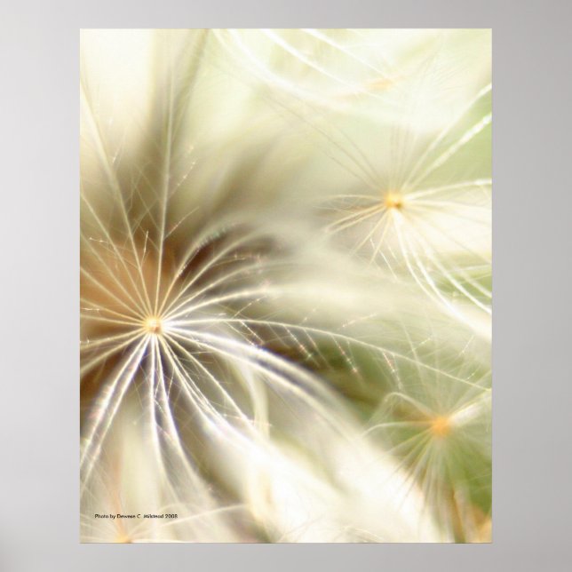 Dandilion Poster (Frente)