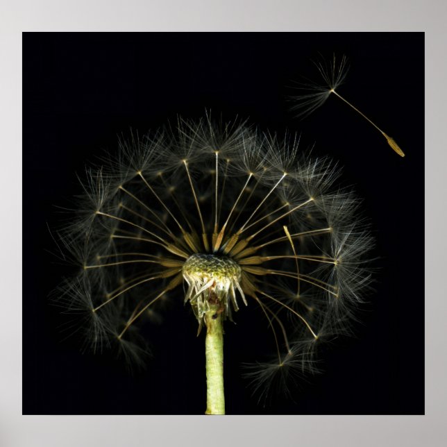Dandilion Puff Fine Art Impressão (Frente)
