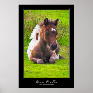 Dartmoor Pony Foal estilo galeria poster impressão