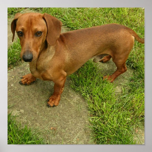 Daschund Poster Impressão (Frente)