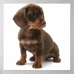Dashchund Puppy Poster