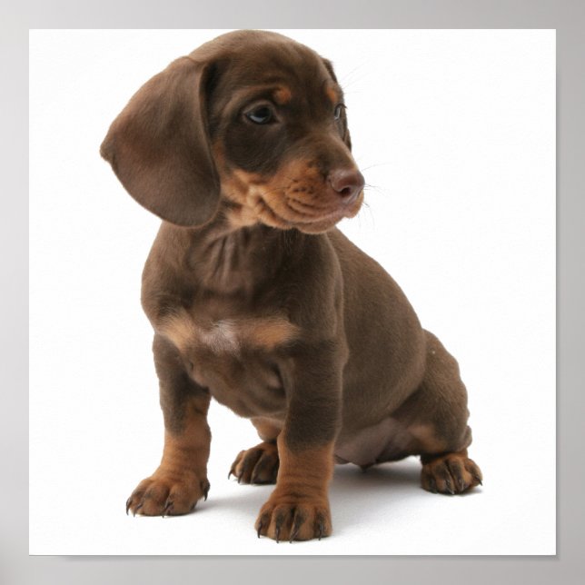 Dashchund Puppy Poster (Frente)