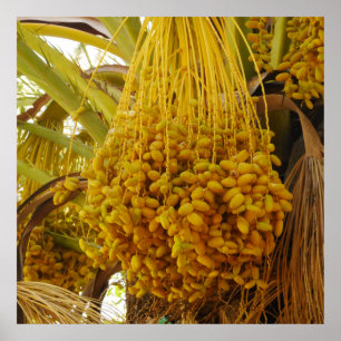 Datas no Poster da Árvore Palm