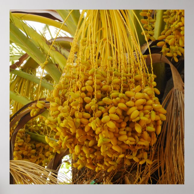 Datas no Poster da Árvore Palm (Frente)