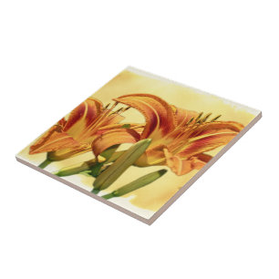 Daylílias - Hemerocallis