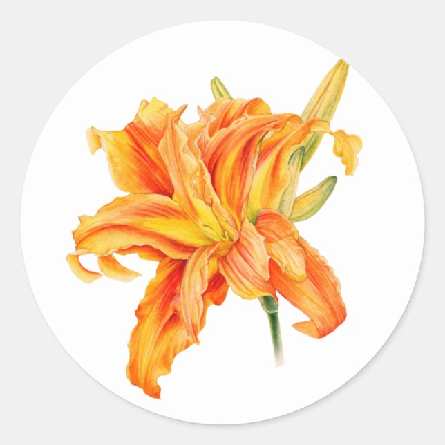Daylily Hemerocallis adesivos cor de laranja flora (Frente)