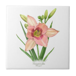 Daylily - Svengali