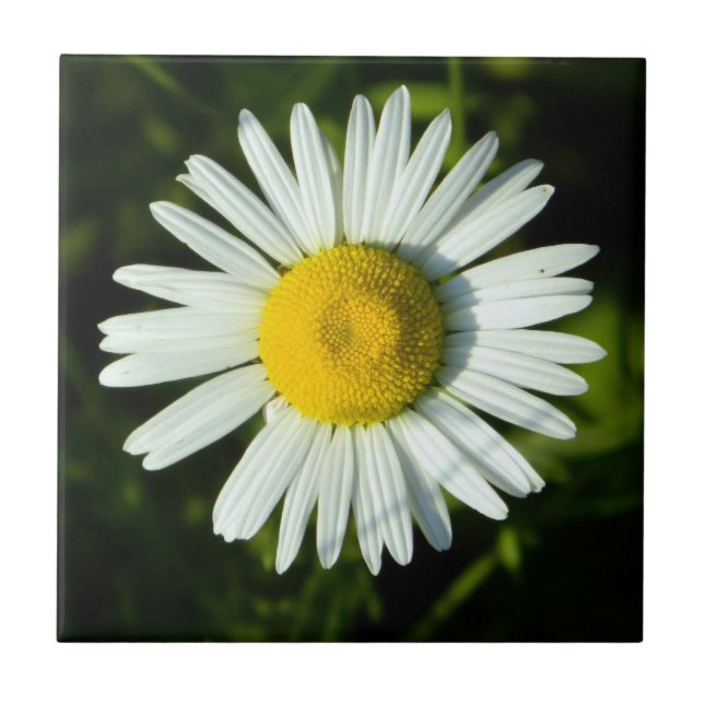 Dazzling Daisy (Frente)