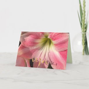 De Agradecimento Cartão Amaryllis Rosa
