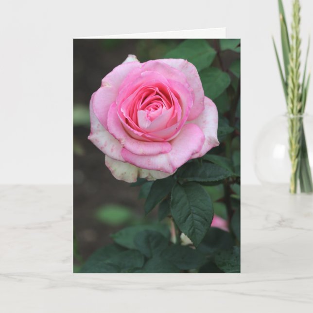 De Agradecimento Cartão branco rosa rosa rosa (Frente)