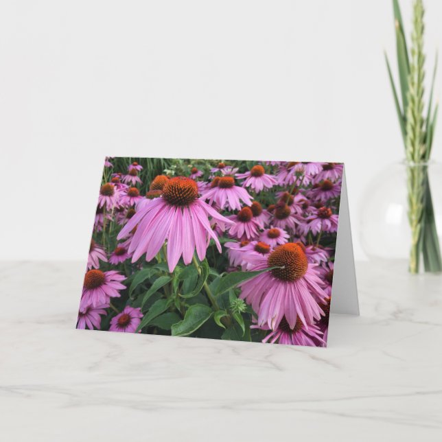 De Agradecimento Cartão Nota em Branco Echinacea (Frente)