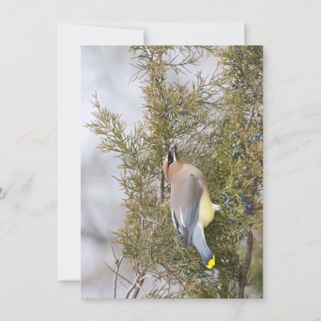 De Agradecimento Cedar Waxwing com Cartão Berry Note (Frente)