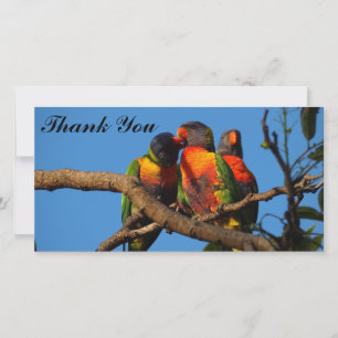 De Agradecimento Obrigado pelo cartão com fotos do Rainbow Lorikeet