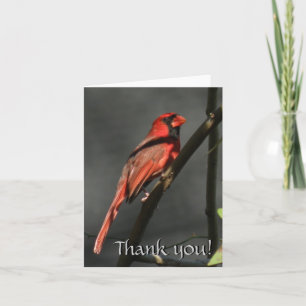 De Agradecimento Red Cardinal Bird Obrigado Cartão Nota