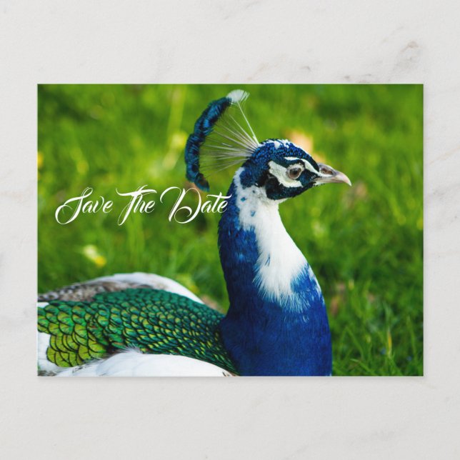 De Anúncio Cartão postal Save The Date Peacock Bird (Frente)
