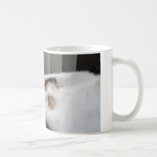 De Café Calico dormindo na caneca do sol