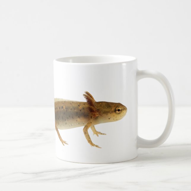 De Café Caneca da larva do Newt (Direita)