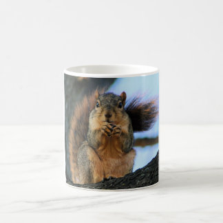 De Café Caneca do esquilo