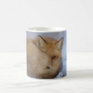 De Café Caneca do Fox, caneca foxy, raposas, natureza,