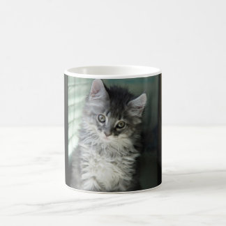 De Café Caneca do gato