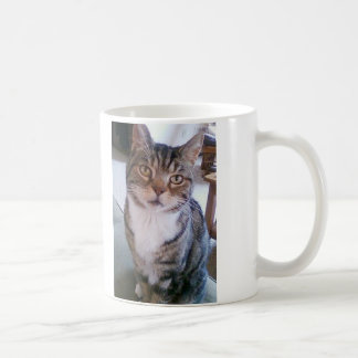 De Café Caneca do gato