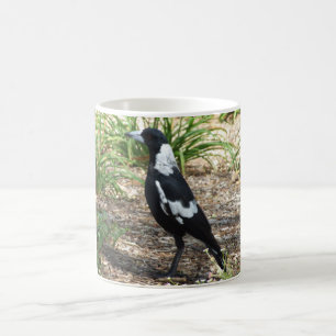 De Café Caneca do Magpie australiano
