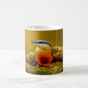 De Café Caneca dos pássaros - pica-pau-cinzento