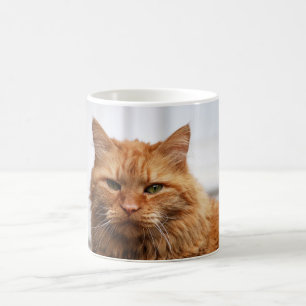 De Café Caneca norueguesa do gato da floresta