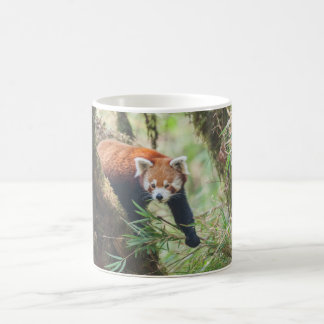 De Café Caneca Red Panda