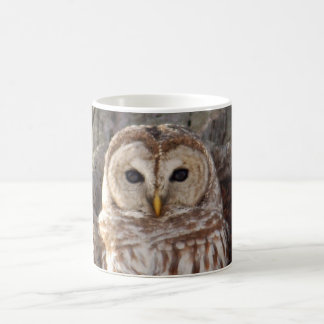 De Café Coruja barrada na caneca da árvore
