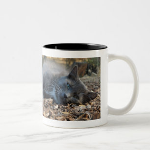 De Café Em Dois Tons Gatos & caneca obscuro sonolento das sestas