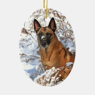 De Cerâmica Belga Malinois no ornamento da neve