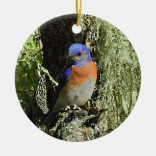 De Cerâmica bluebird ocidental, vida selvagem, ornamento