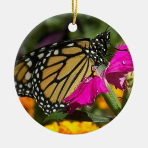 De Cerâmica Borboleta Monarch em ornamento circular rosa-marig
