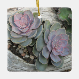 De Cerâmica Echeveria ornamento suculento