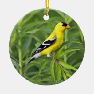 De Cerâmica Ornamento americano do Goldfinch